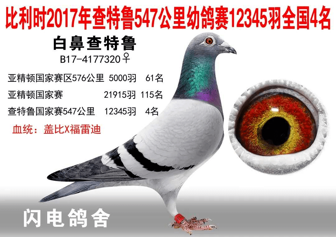 巴哈马自行车选手速度如闪电，夺取季军 